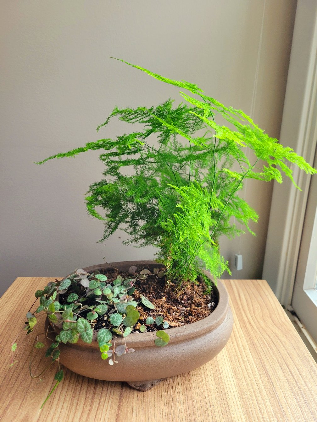 Asparagus Fern